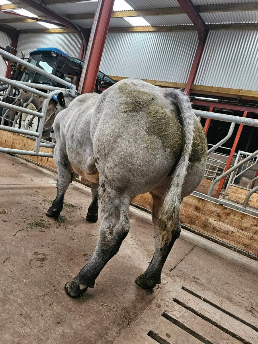 Hybrid Blue/lim Bull - Image 1