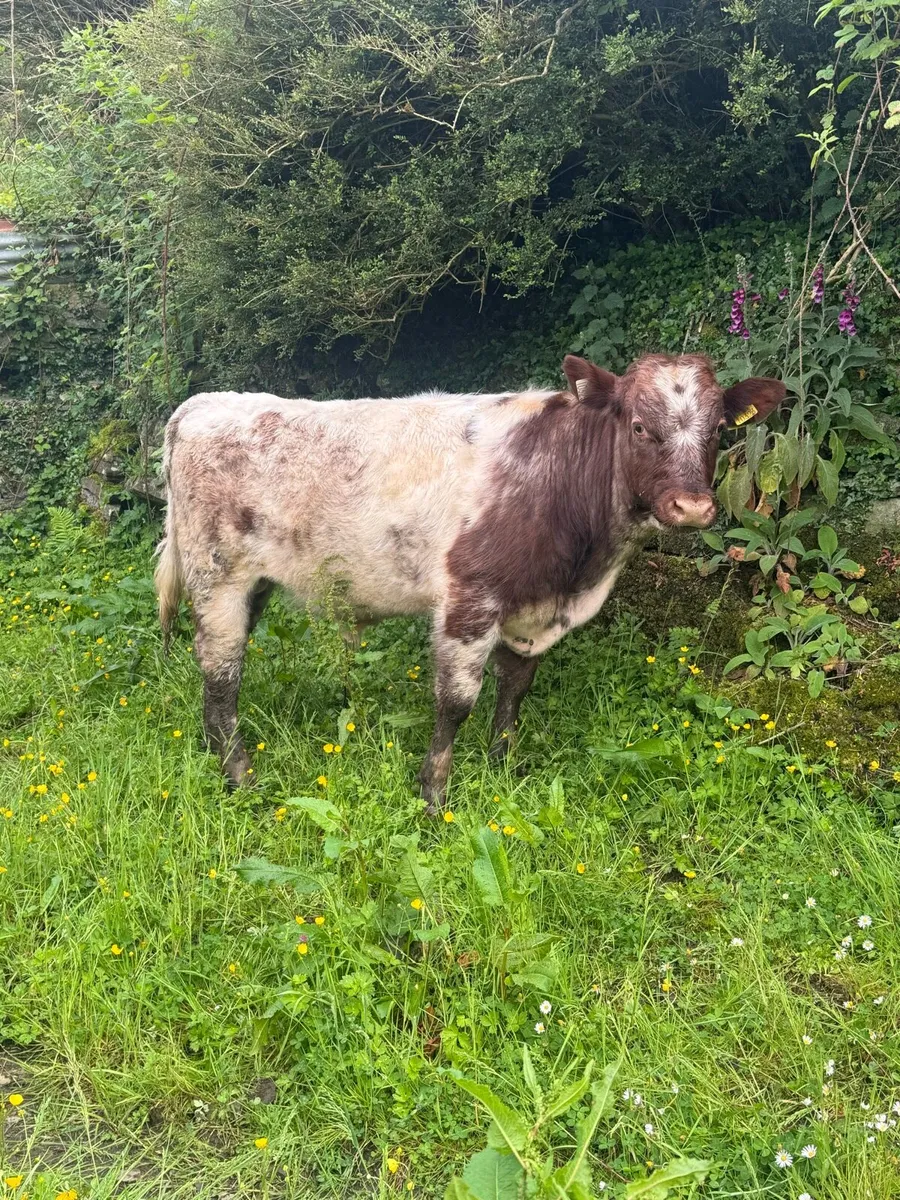 3 PBR Shorthorn bulls - Image 1