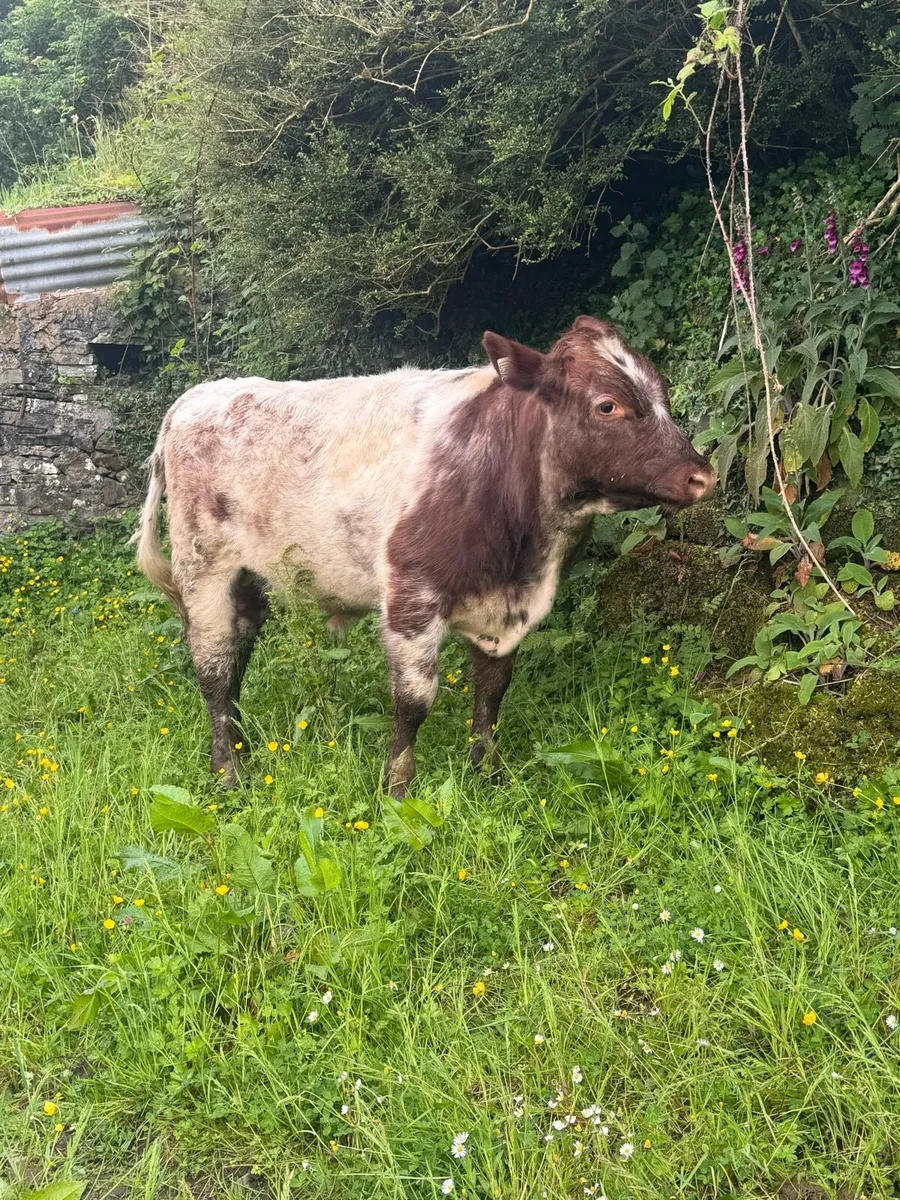 3 PBR Shorthorn bulls - Image 4