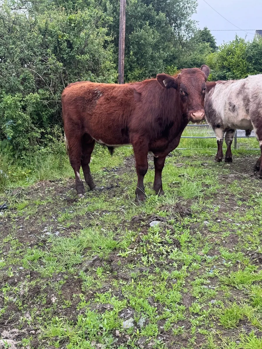 2 PBR Shorthorn bulls - Image 1
