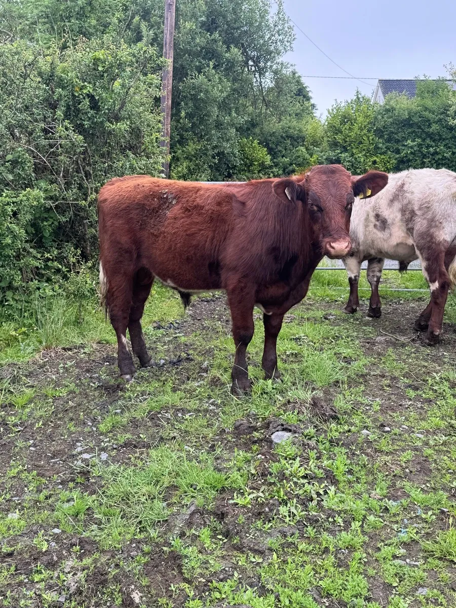 2 PBR Shorthorn bulls - Image 2