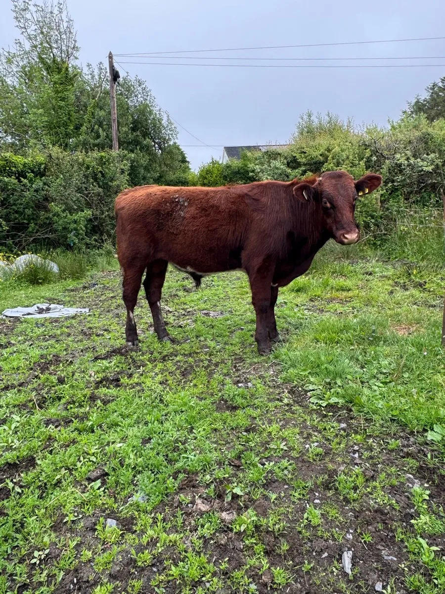 2 PBR Shorthorn bulls - Image 3