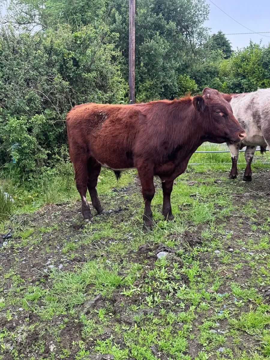 2 PBR Shorthorn bulls - Image 4