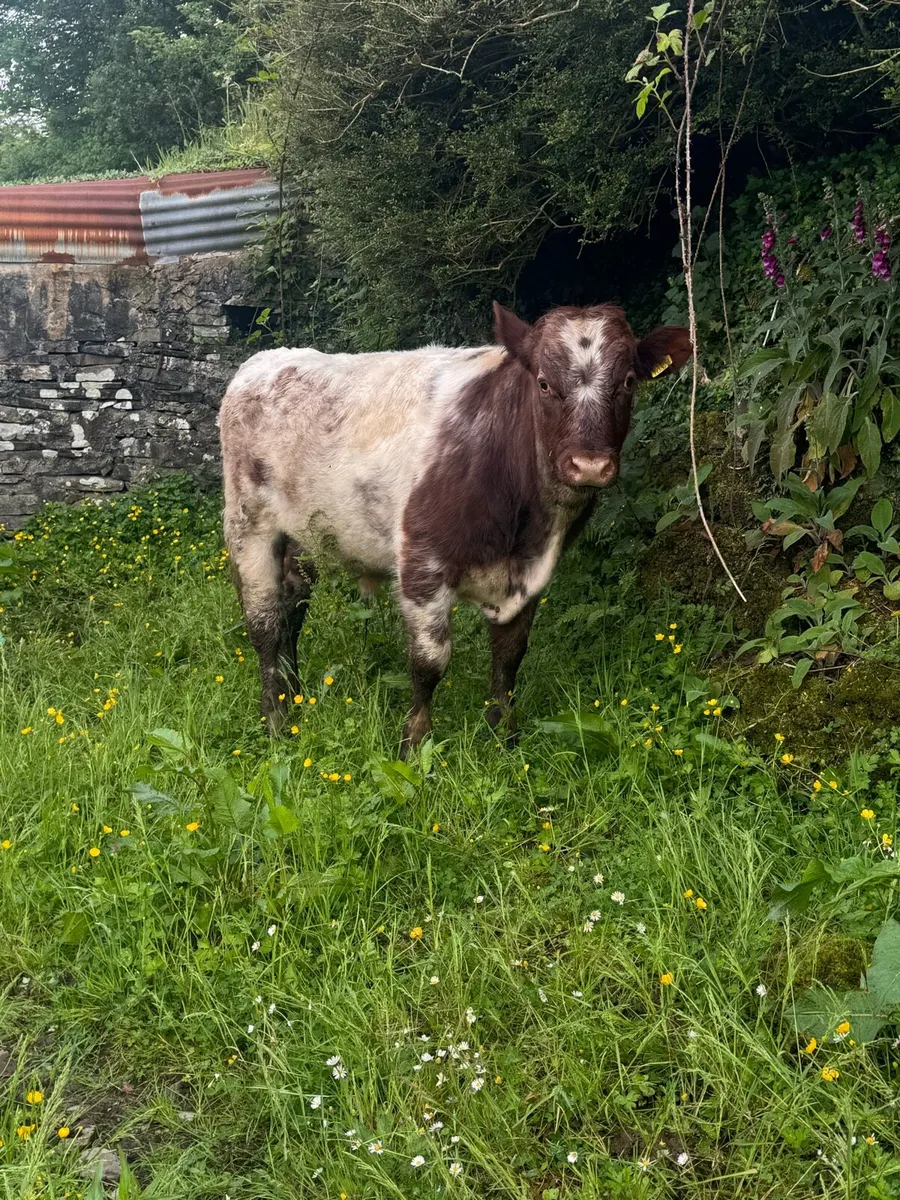 3 PBR Shorthorn bulls - Image 2