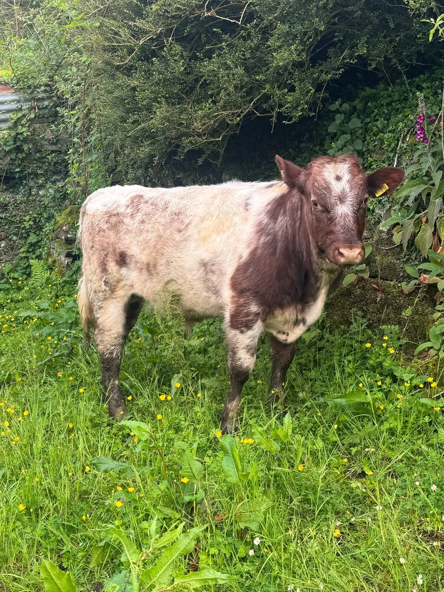 3 PBR Shorthorn bulls - Image 3