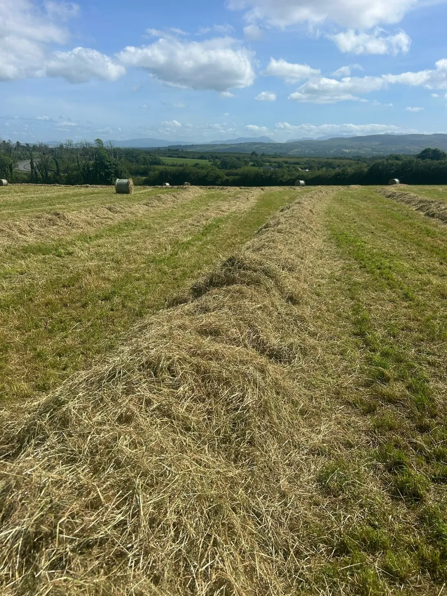Hay - Image 3