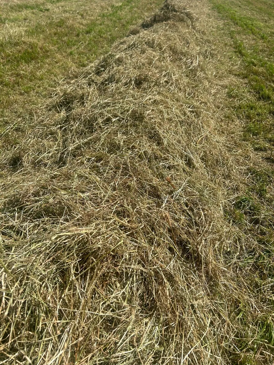 Hay - Image 4