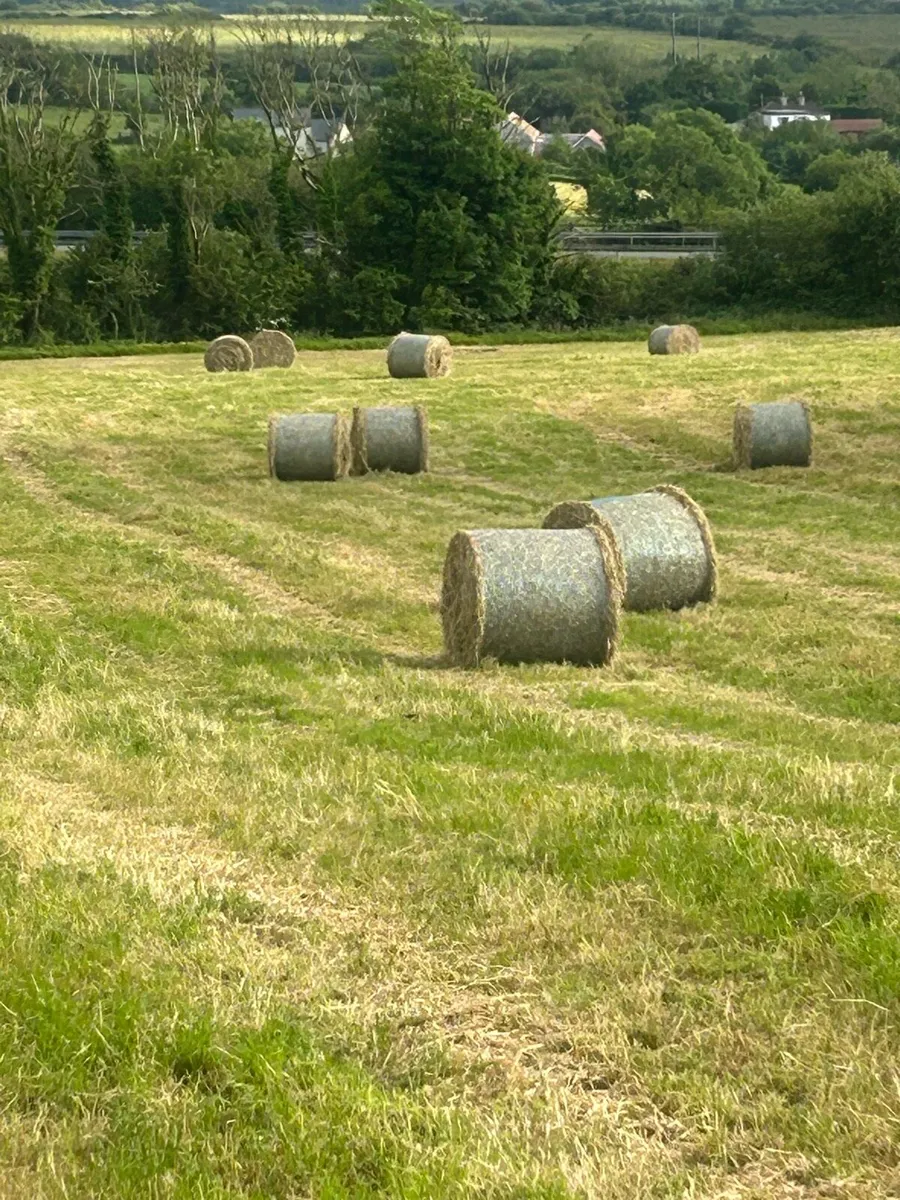 Hay - Image 1