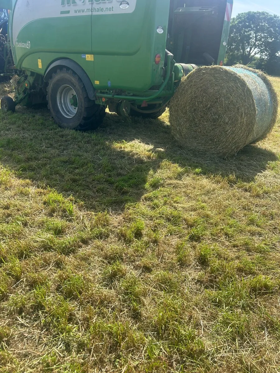 Hay - Image 2