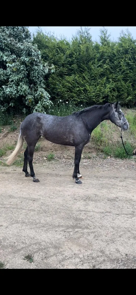 5yo TIH mare - Image 1