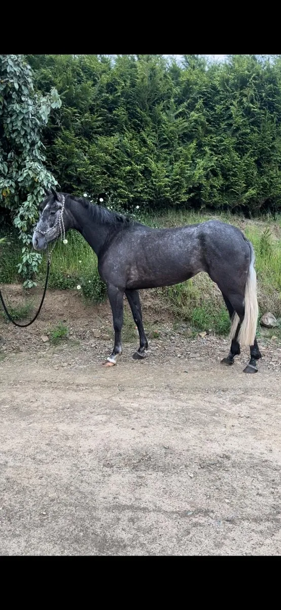 5yo TIH mare - Image 2