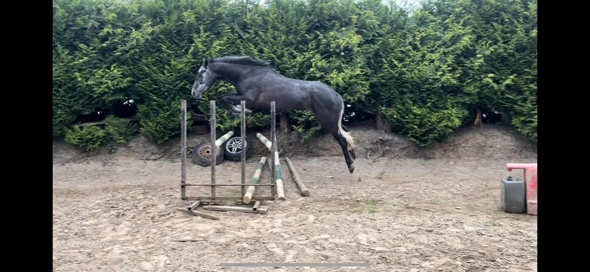 5yo TIH mare - Image 3
