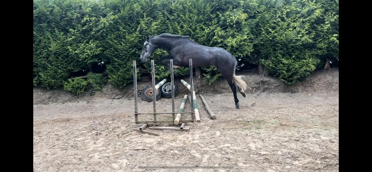 5yo TIH mare - Image 4
