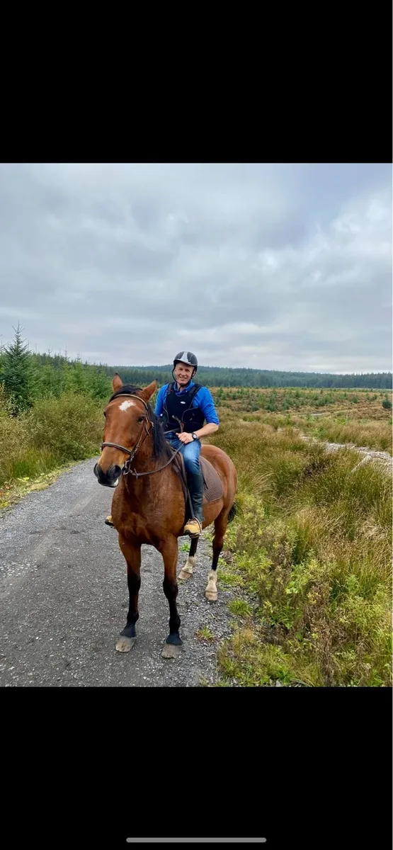 Riding & Driving Gelding - Image 2