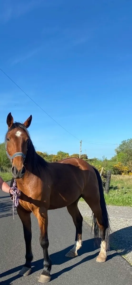 Riding & Driving Gelding - Image 3