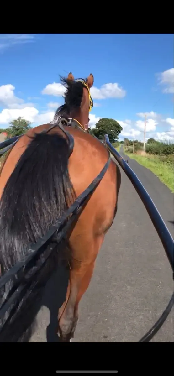 Riding & Driving Gelding - Image 4