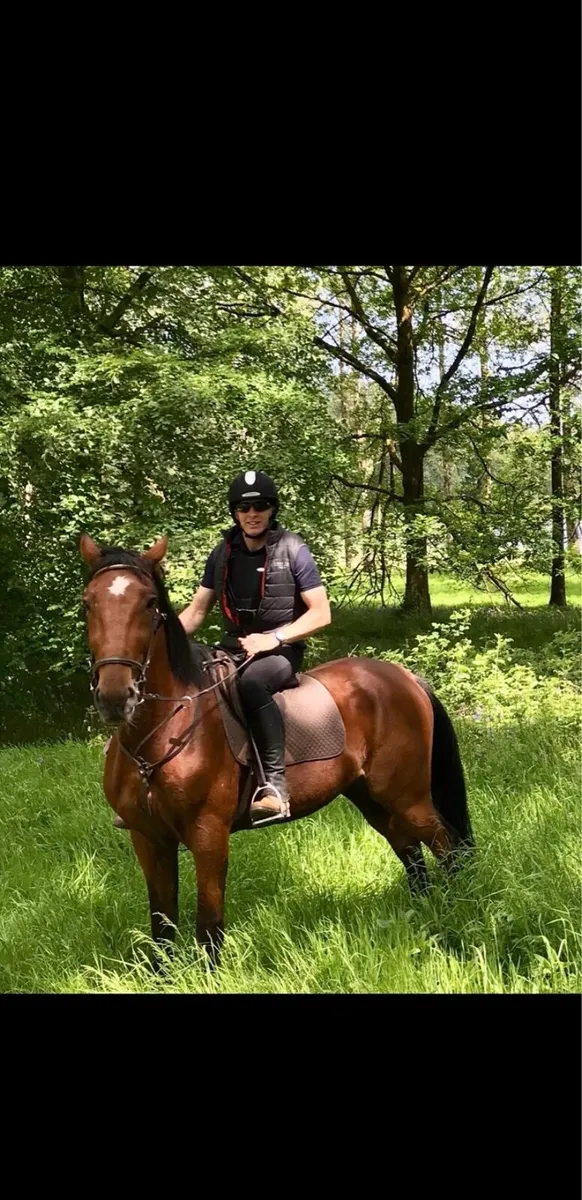 Riding & Driving Gelding - Image 1