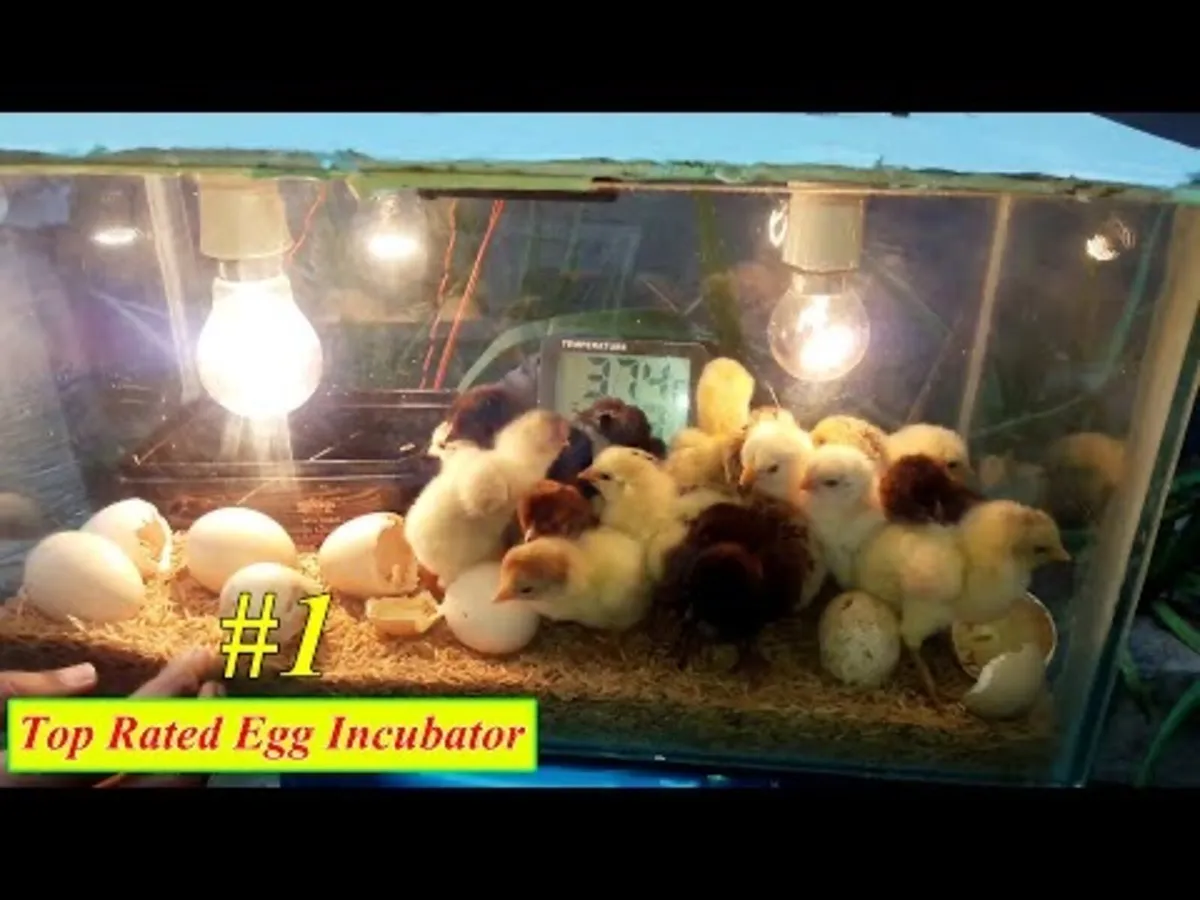 • Incubator for Chicks •