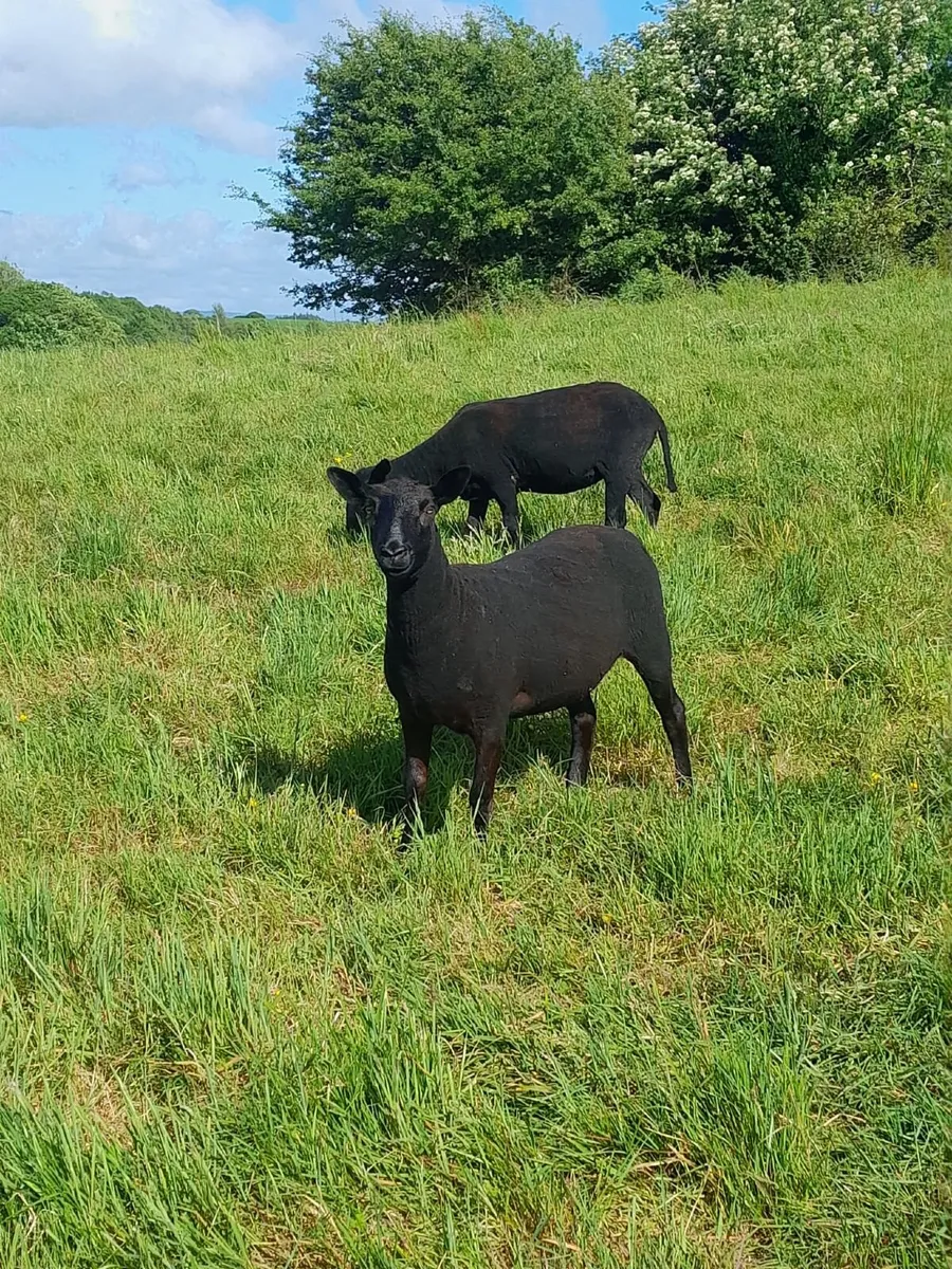 SUFFOLK X EWE HOGGETS - Image 2