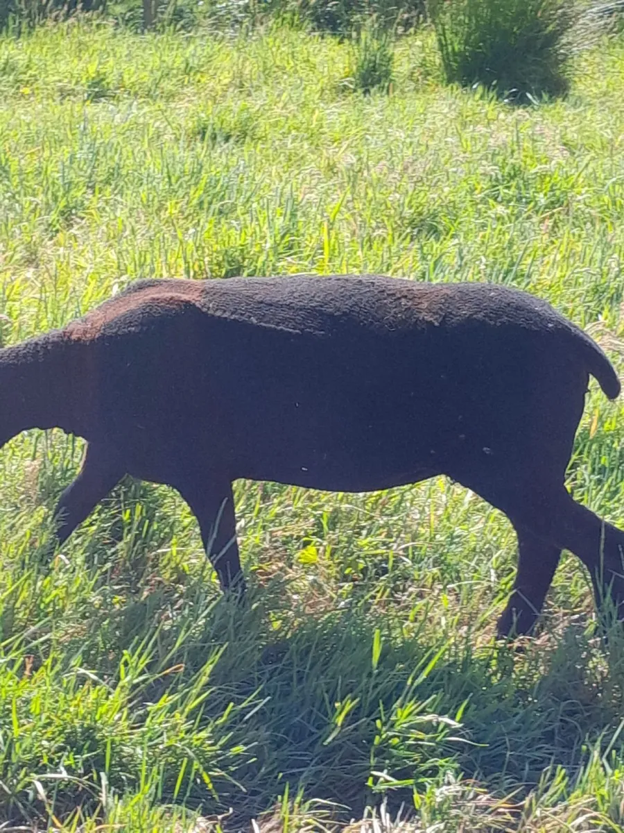 SUFFOLK X EWE HOGGETS - Image 3
