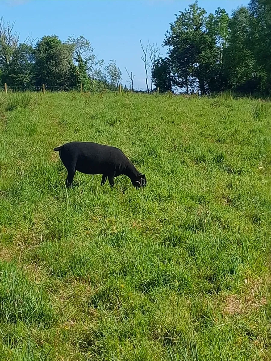 SUFFOLK X EWE HOGGETS - Image 4