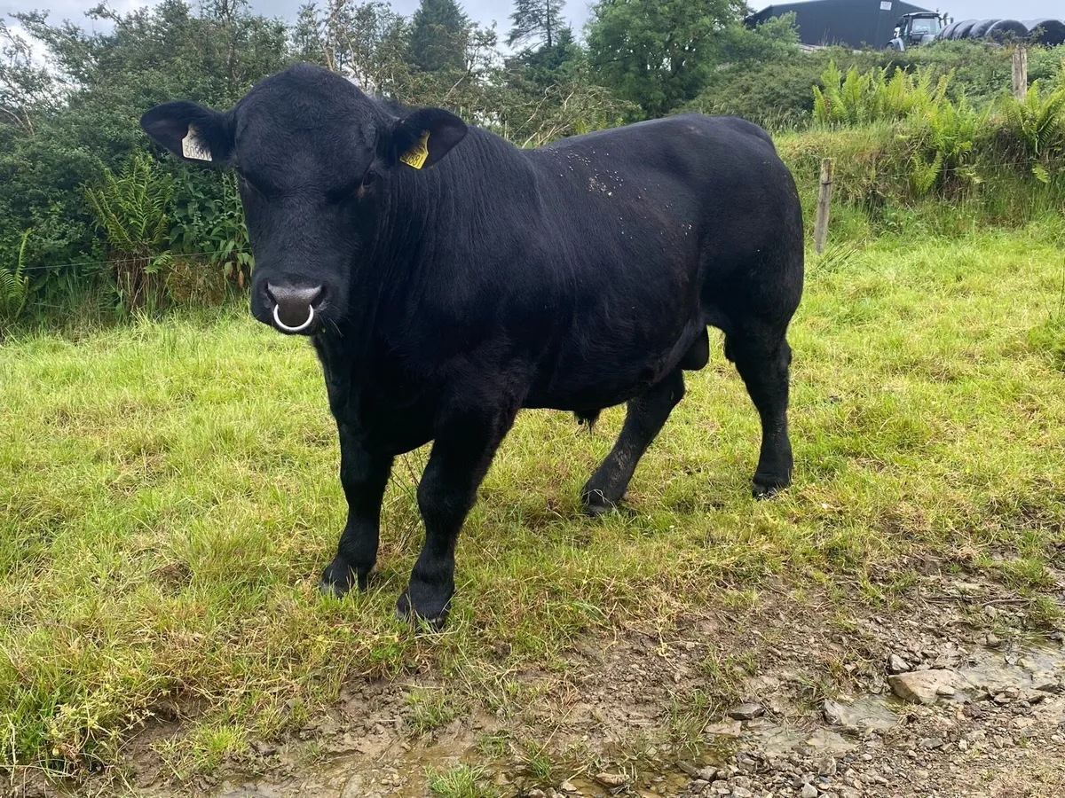 Pedigree Angus Bulls - Image 2
