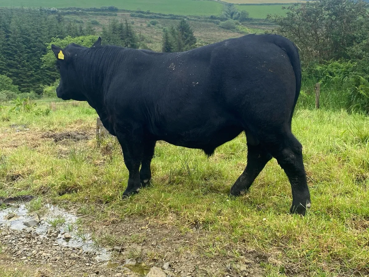 Pedigree Angus Bulls - Image 3