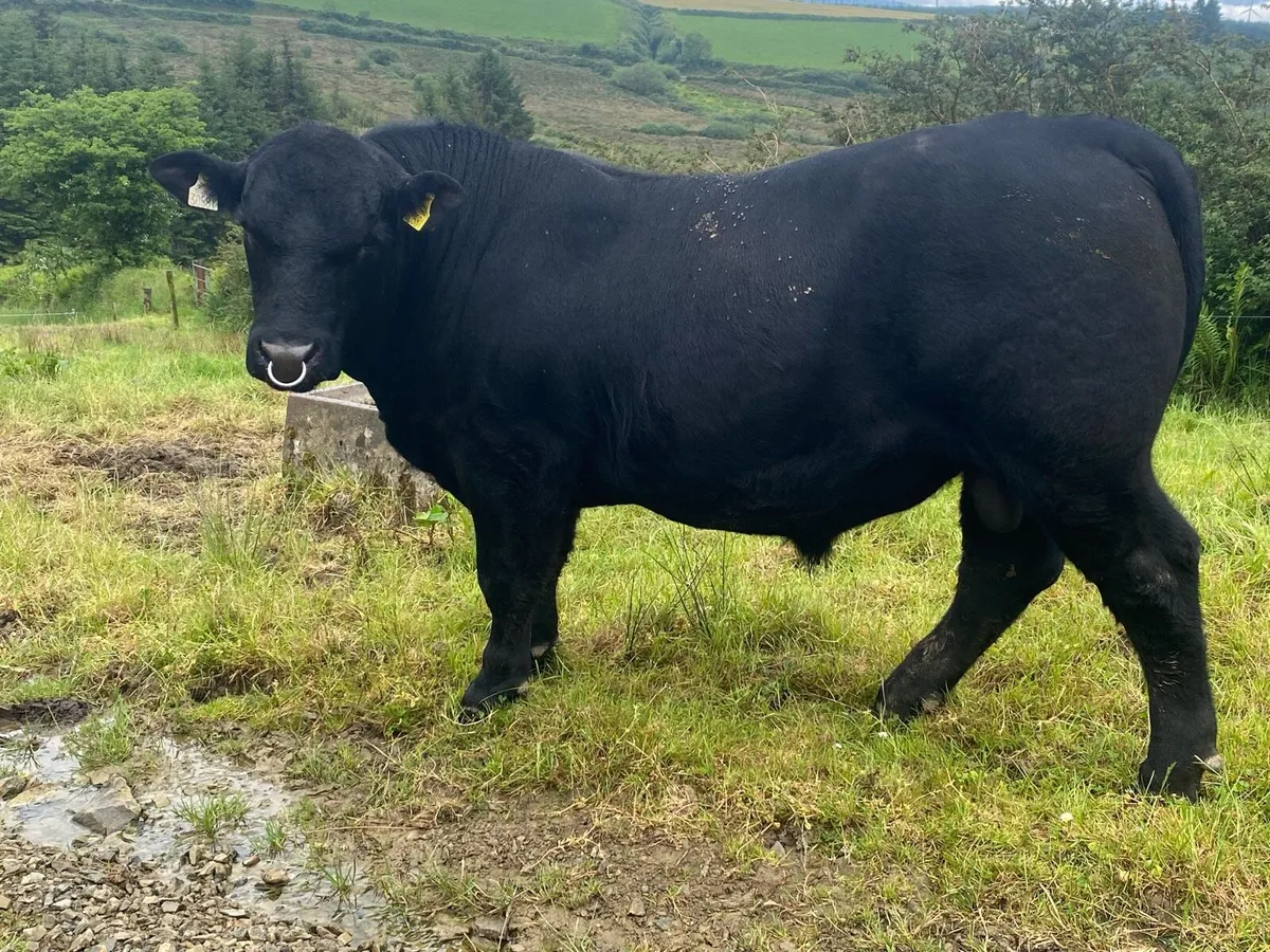 Pedigree Angus Bulls - Image 1