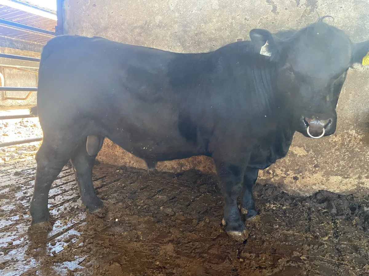 Pedigree Angus Bulls - Image 4