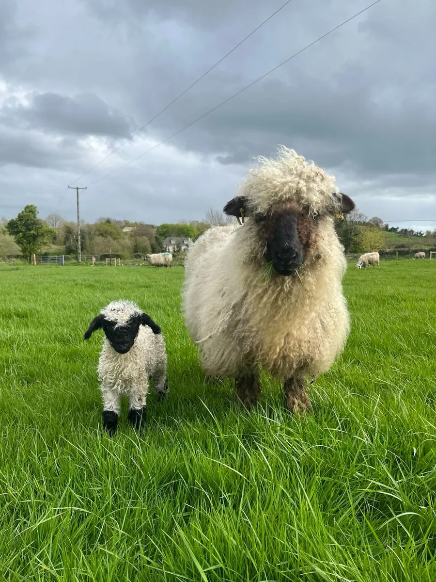 Swiss Valais Blacknose - Image 1