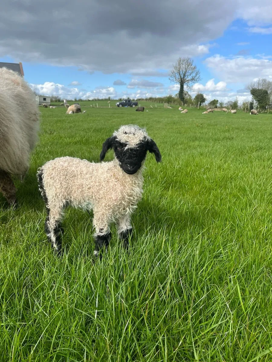 Swiss Valais Blacknose - Image 2