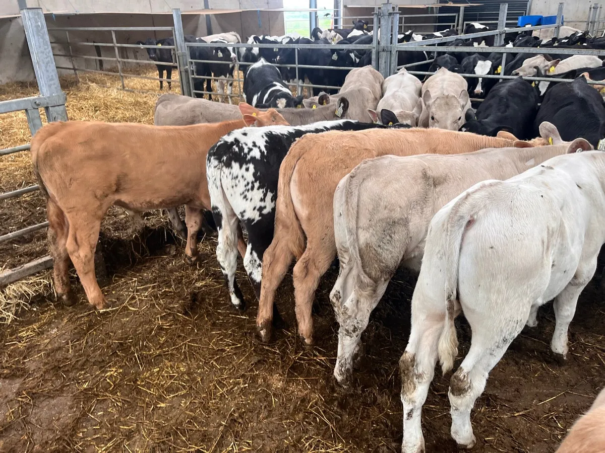 Continental and Angus Calves - Image 1