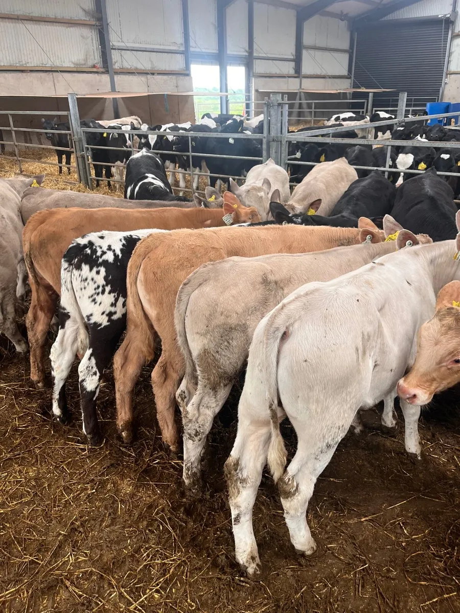 Continental and Angus Calves - Image 3