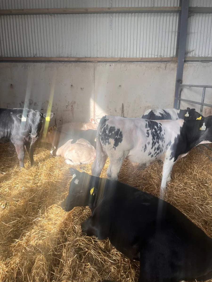 Continental and Angus Calves - Image 2