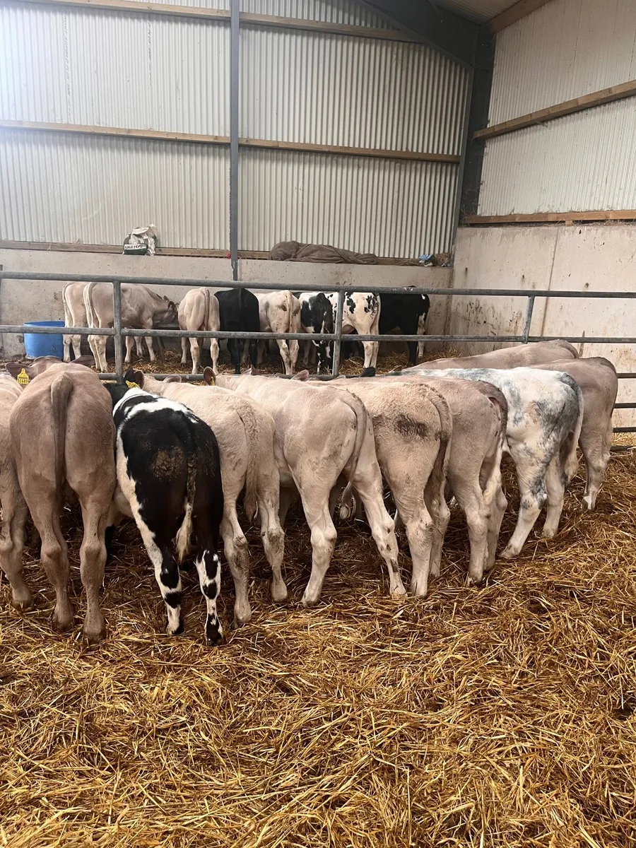 Continental and Angus Calves - Image 4