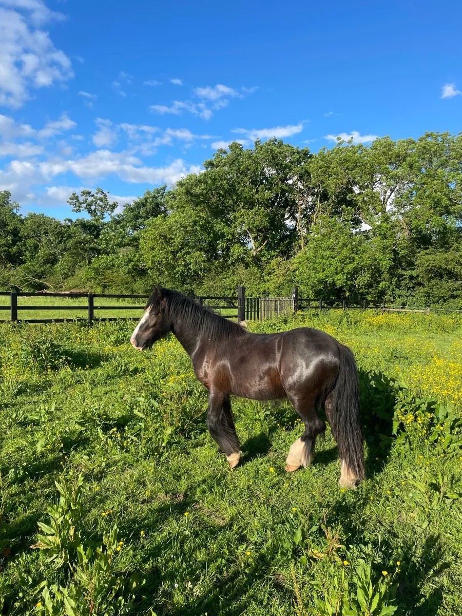 3 Year Old Gelding - Image 1
