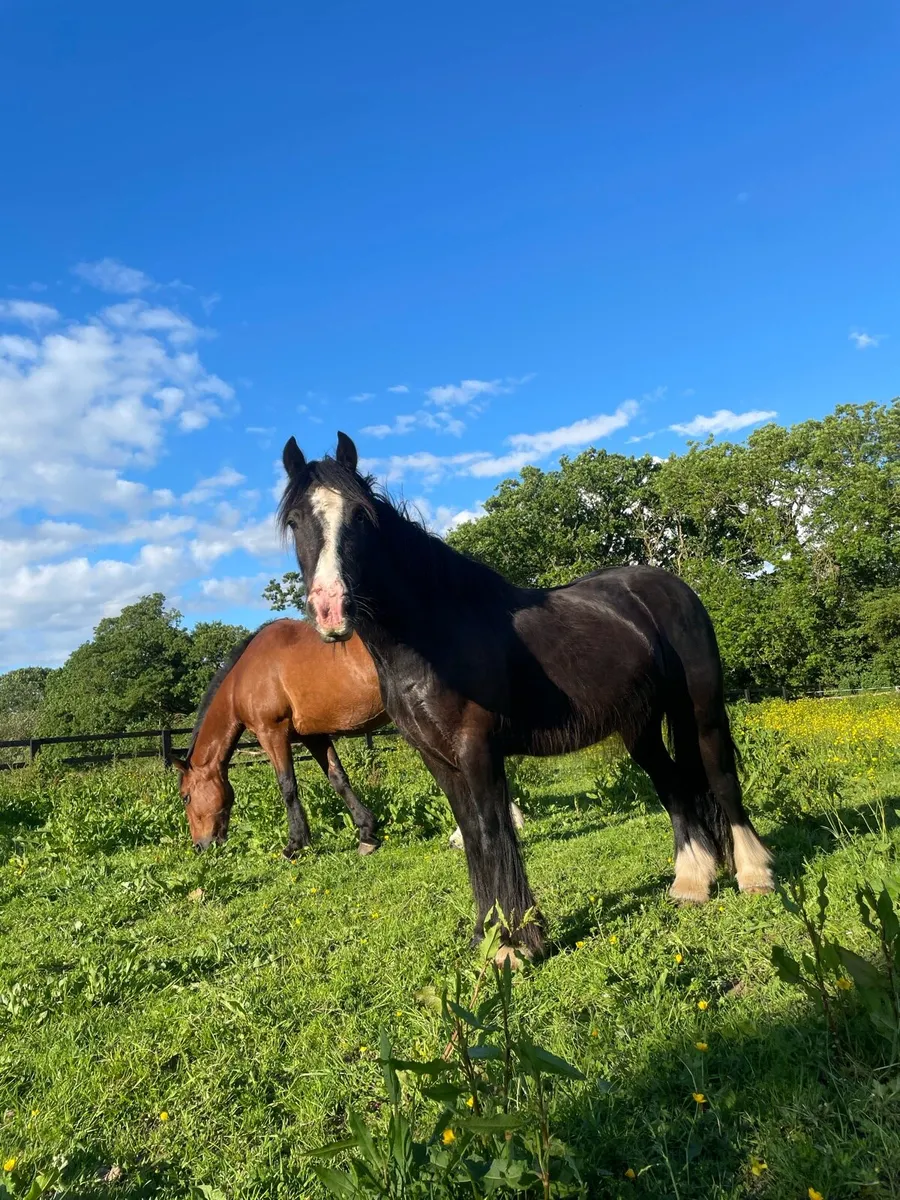 3 Year Old Gelding - Image 2