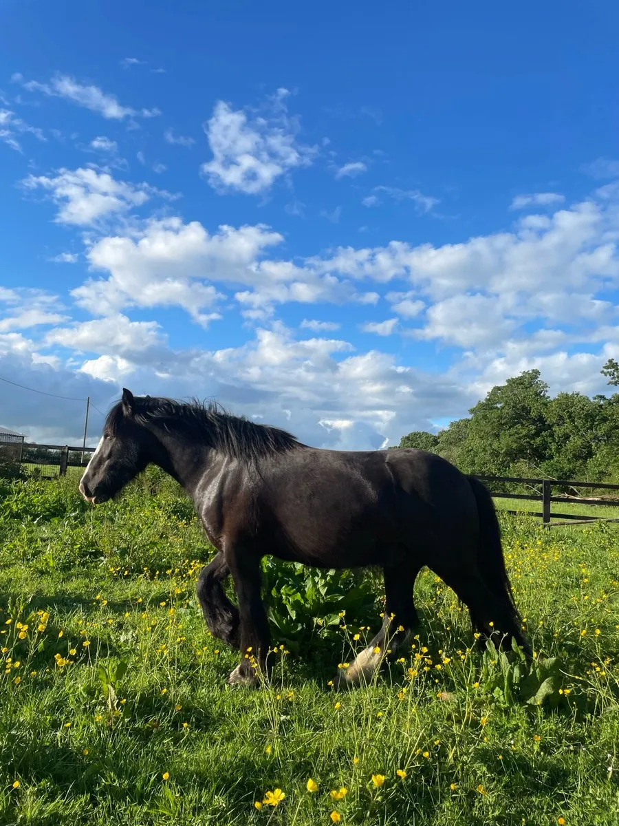 3 Year Old Gelding - Image 3