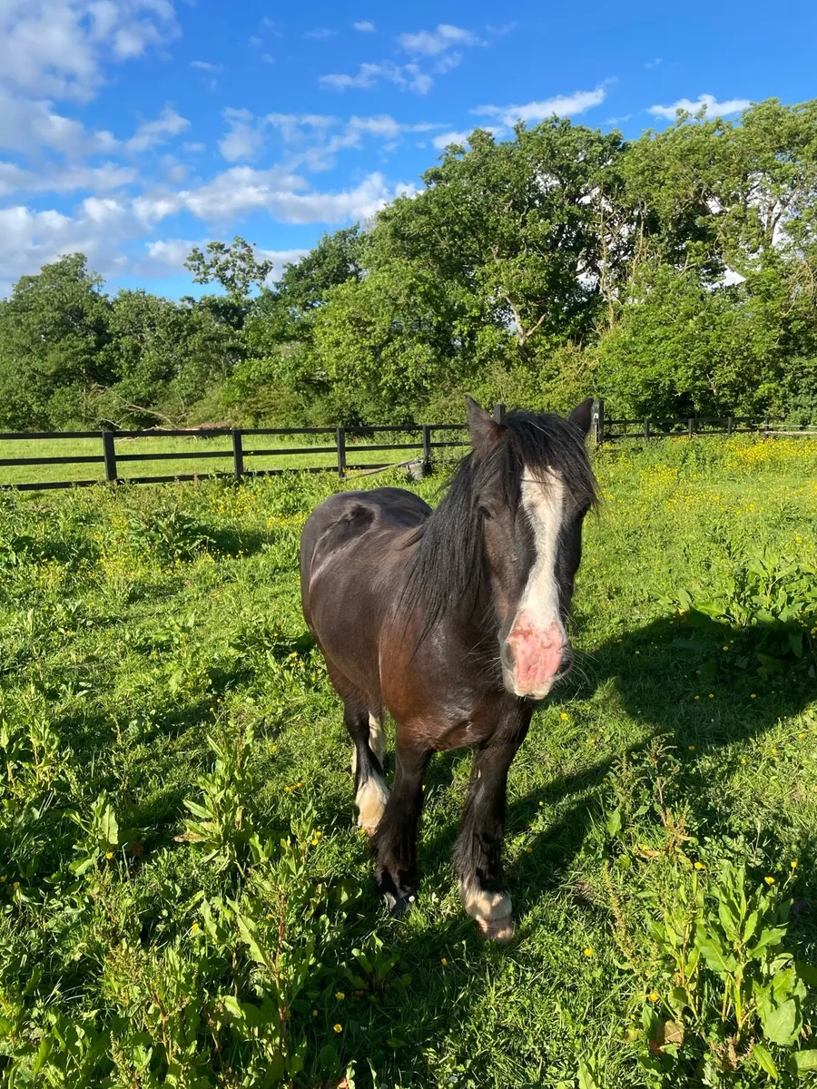 3 Year Old Gelding - Image 4