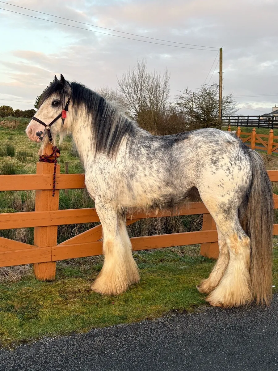 At Stud : Blue Blagdon Stallion - Image 2