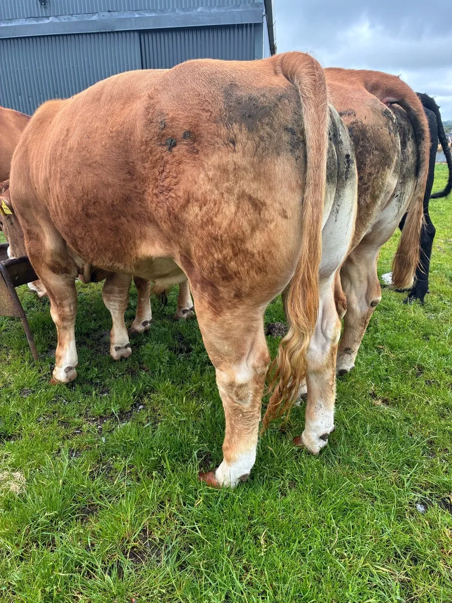 Limousine bull - Image 1