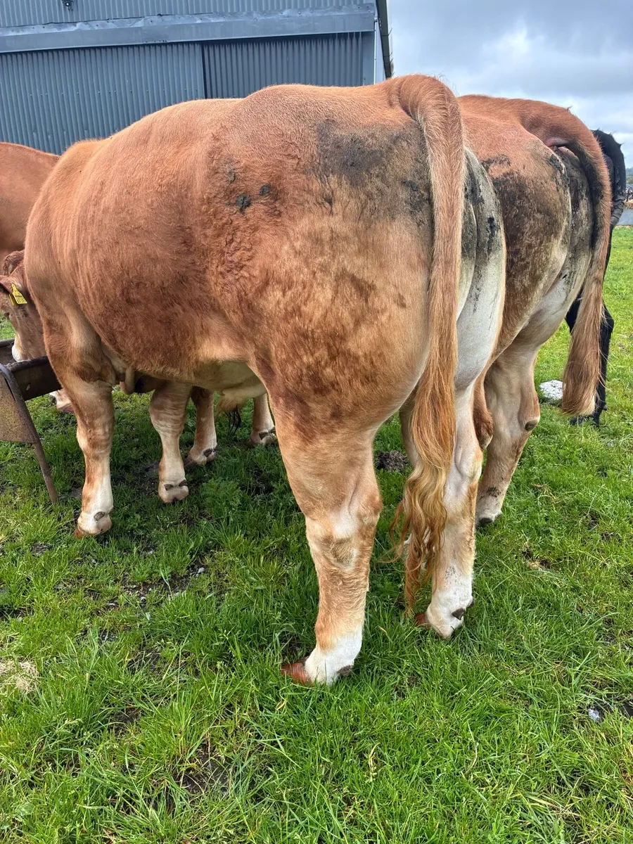 Limousine bull - Image 2
