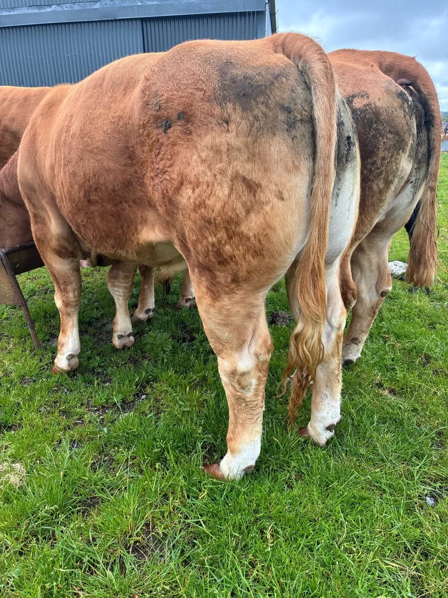 Limousine bull - Image 3