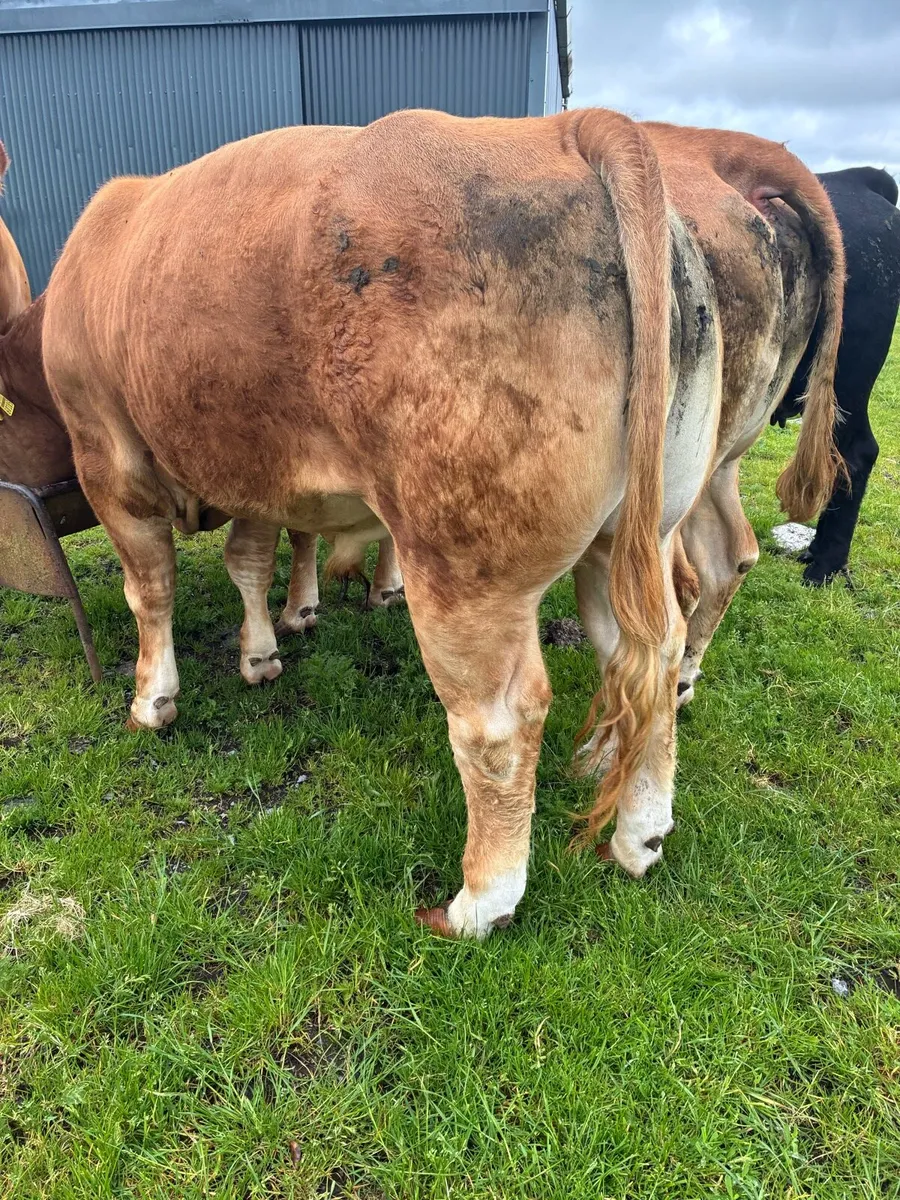 Limousine bull - Image 4