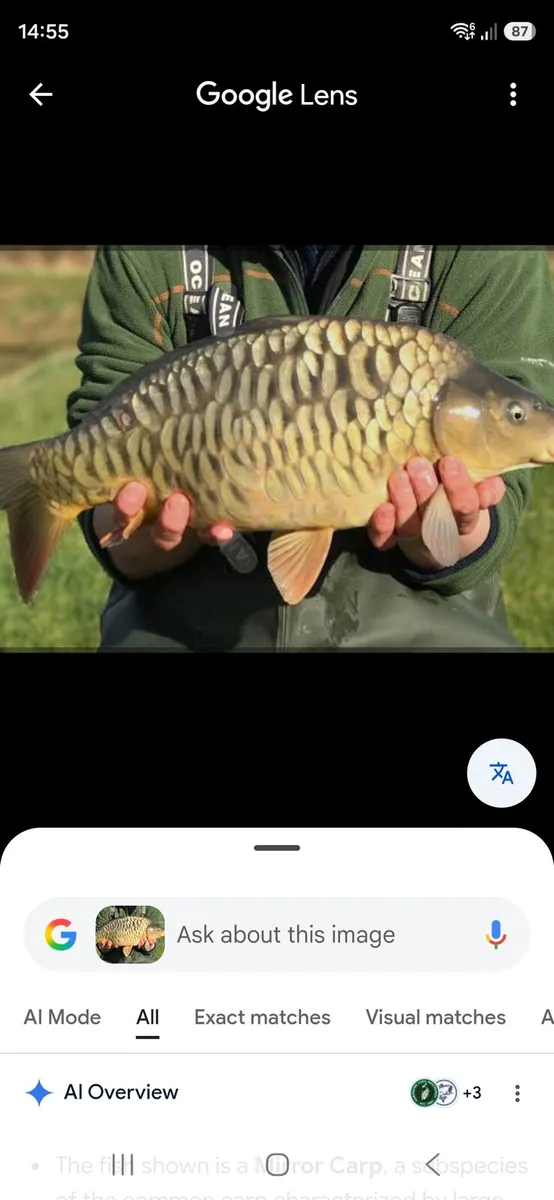 Koi carp and equipment common carp and roach - Image 1