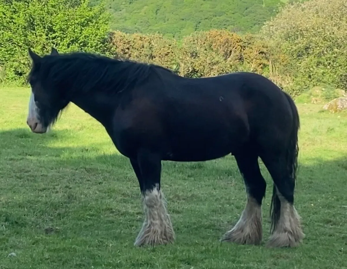 3yo Cob Gelding - Image 1