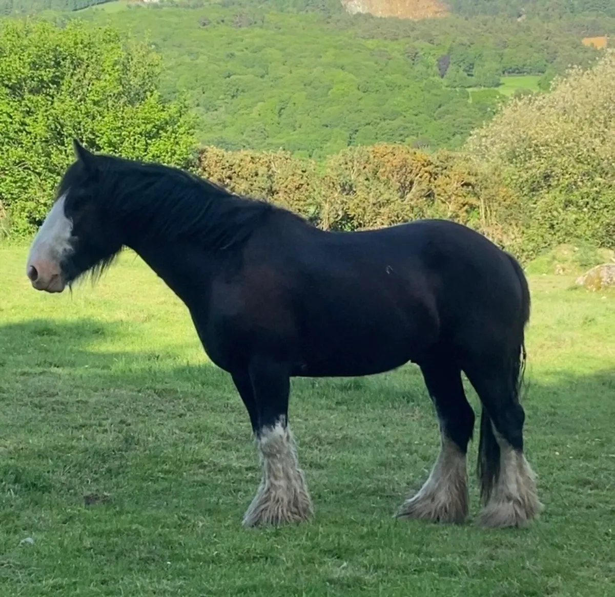 3yo Cob Gelding - Image 2