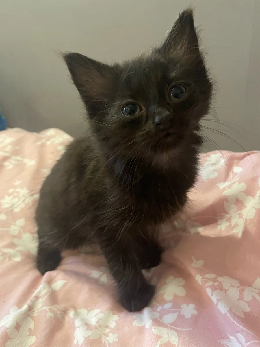 Kitten - Image 2