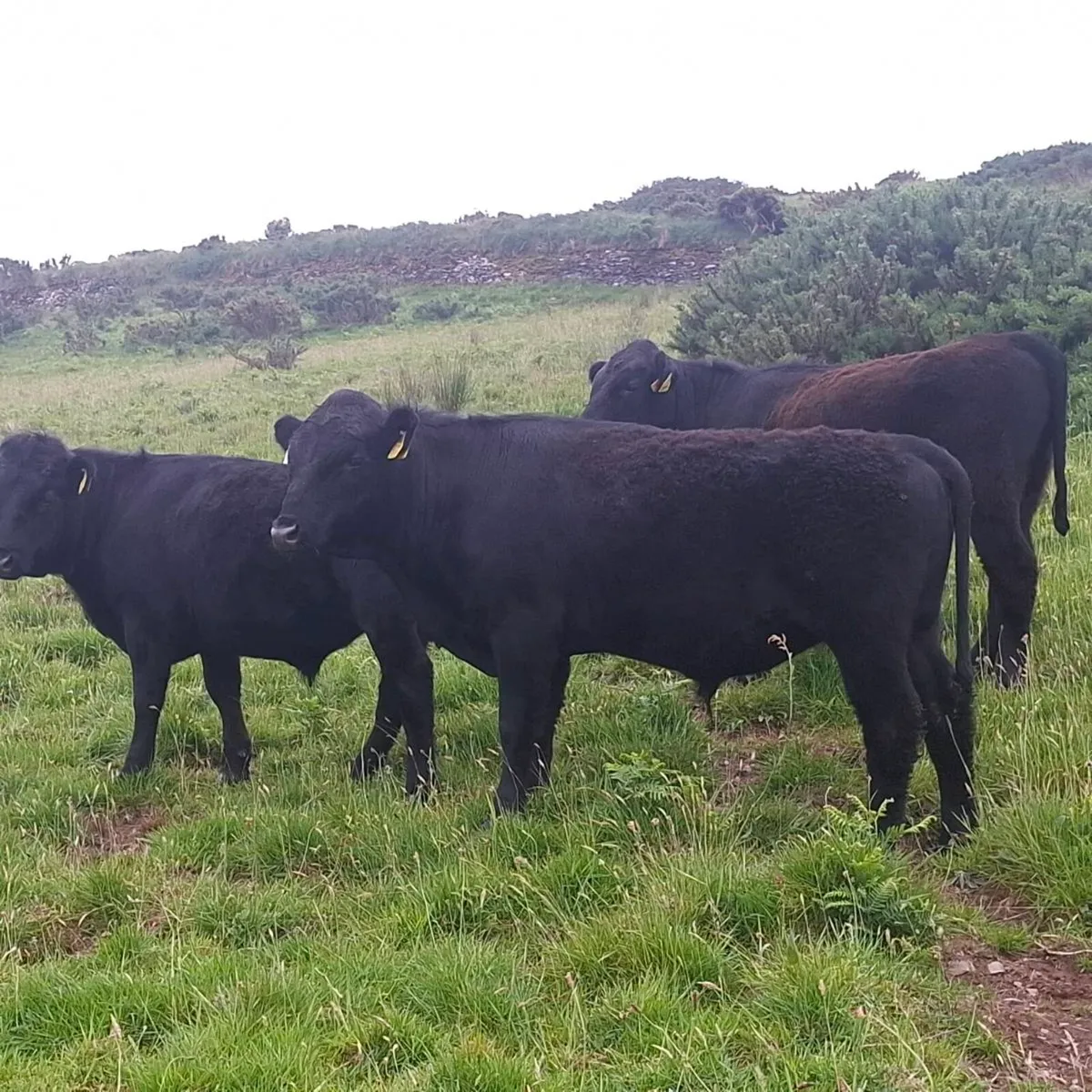 Organic Bullocks - Image 1