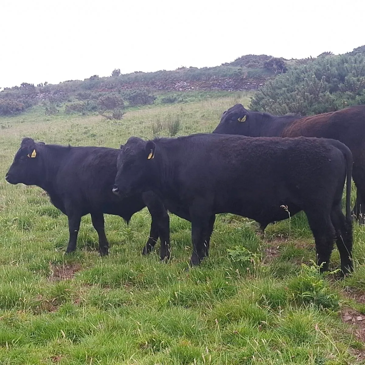 Organic Bullocks - Image 2